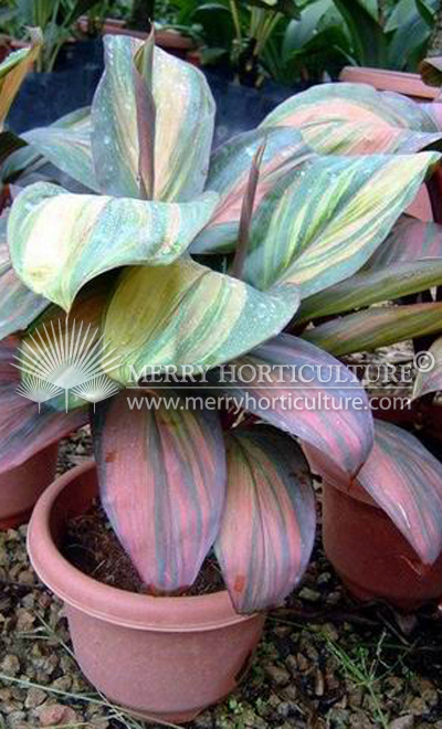 Cordyline Wennie gold